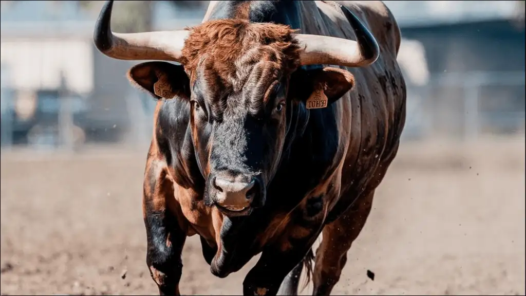 Unique Bull Names