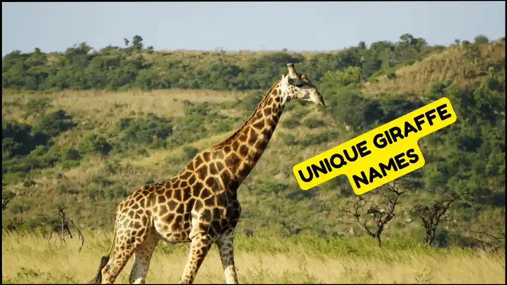 a giraffe walking in a grassy field