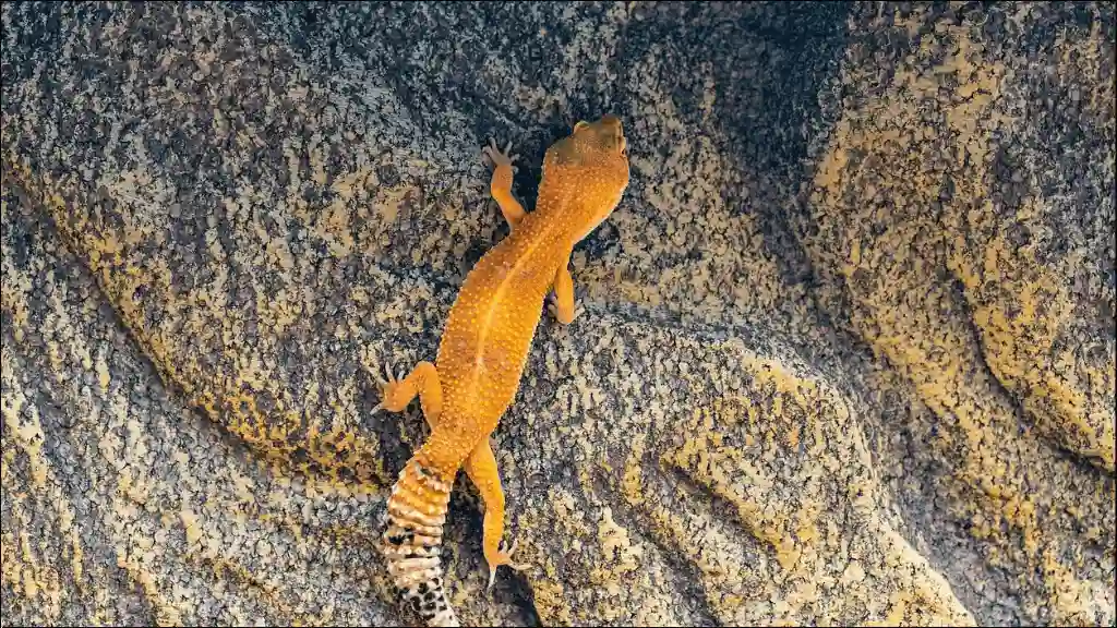 Unique Leopard Gecko Names