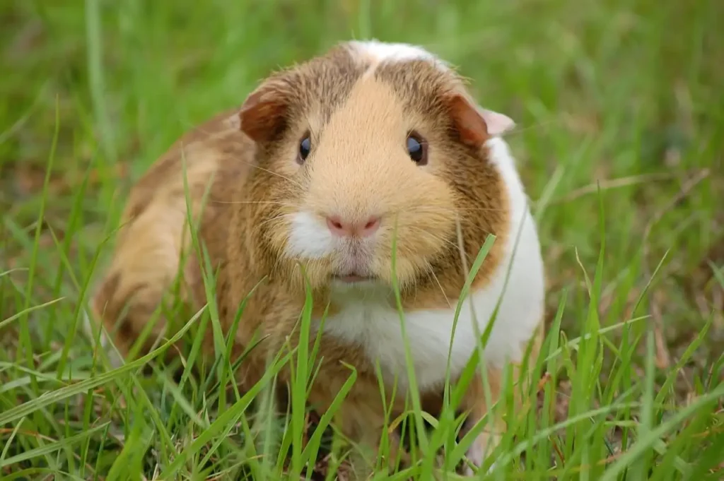 Unique Names for Guinea Pig