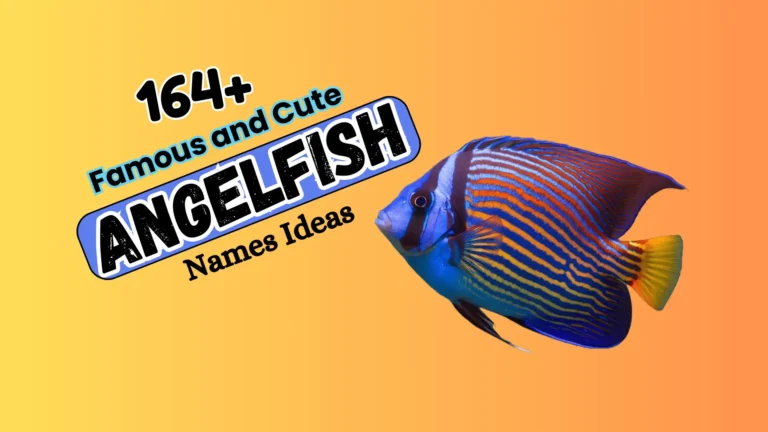 164+ Famous and Cute Angelfish Names Ideas