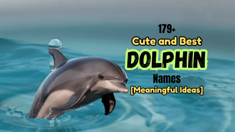 179+ Cute and Best Dolphin Names [Meaningful Ideas]