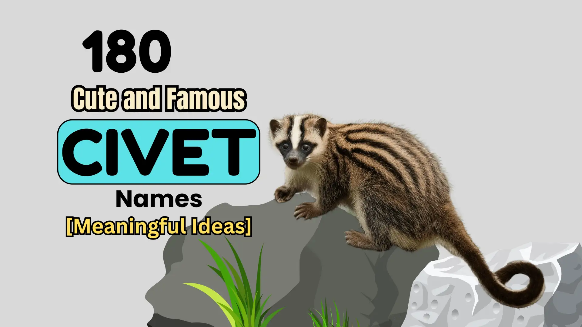 180 Cute and Famous Civet Names [Meaningful Ideas]