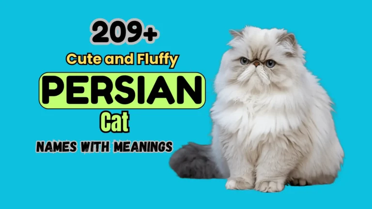 209+ Cute and Fluffy Persian Cat Names with Meanings