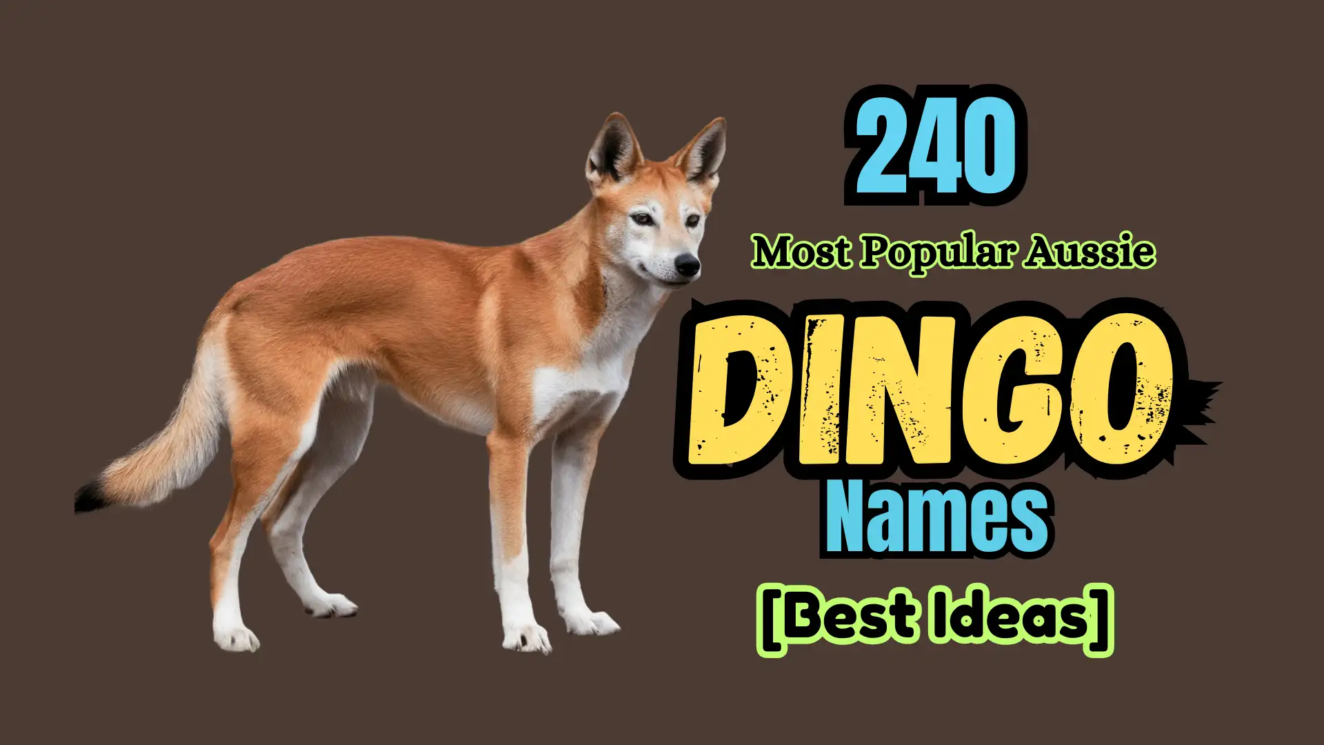 240 Most Popular Aussie Dingo Names [Best Ideas]