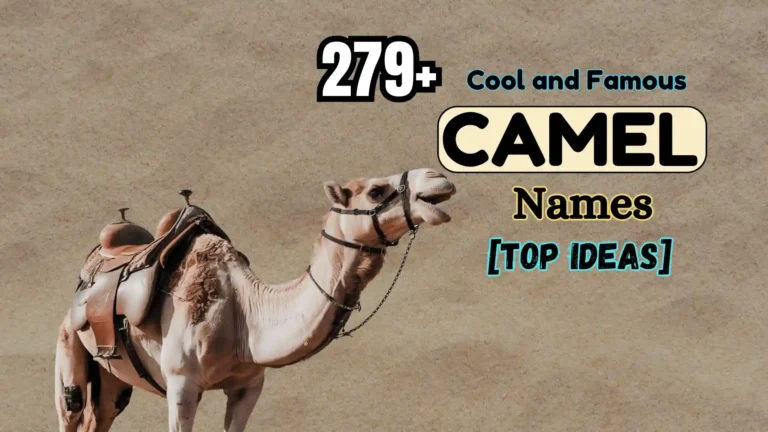 279+ Cool and Famous Camel Names [Top Ideas]