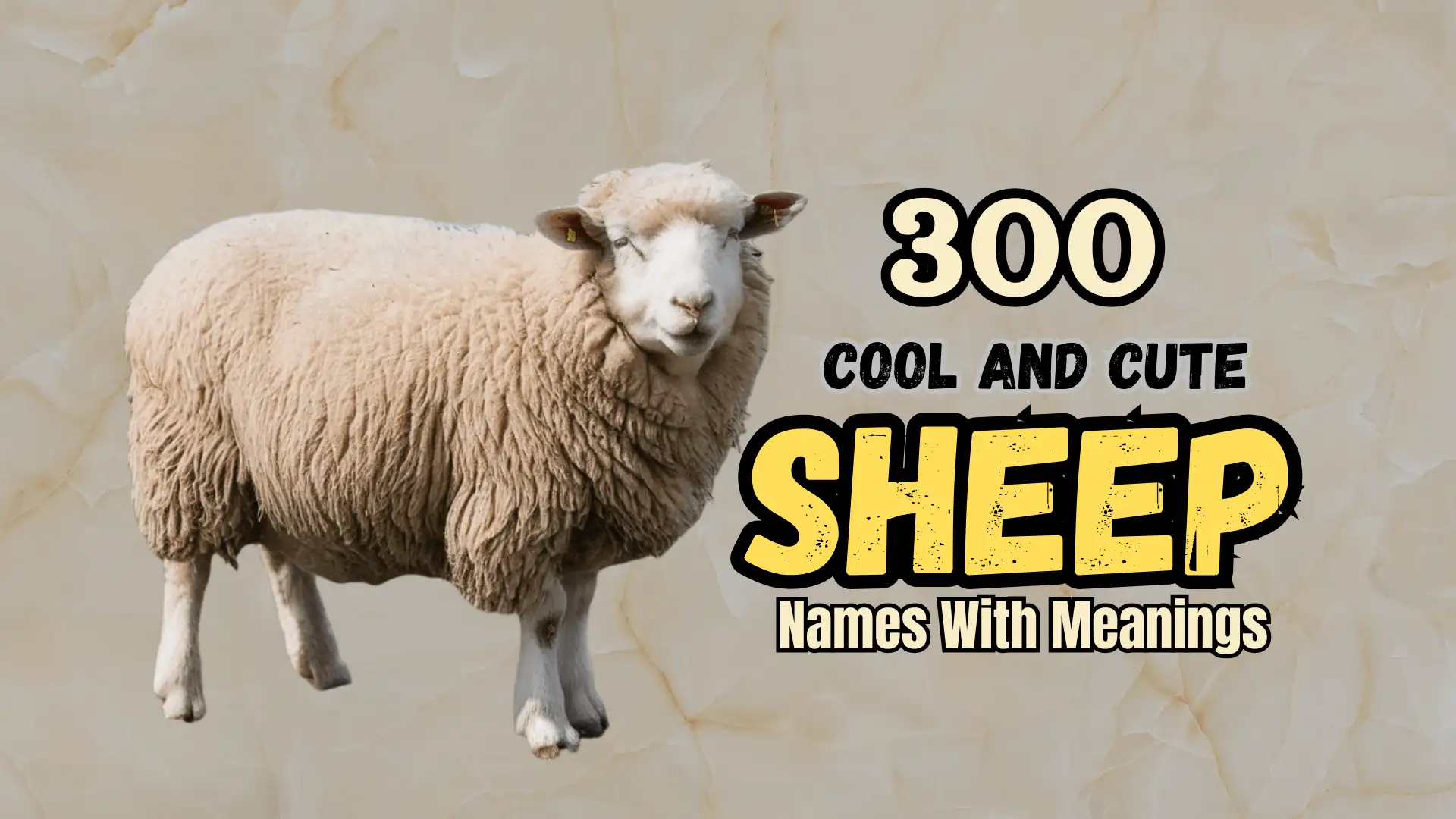 300 Cool And Cute Sheep Names With Meanings - Namesbranch.com