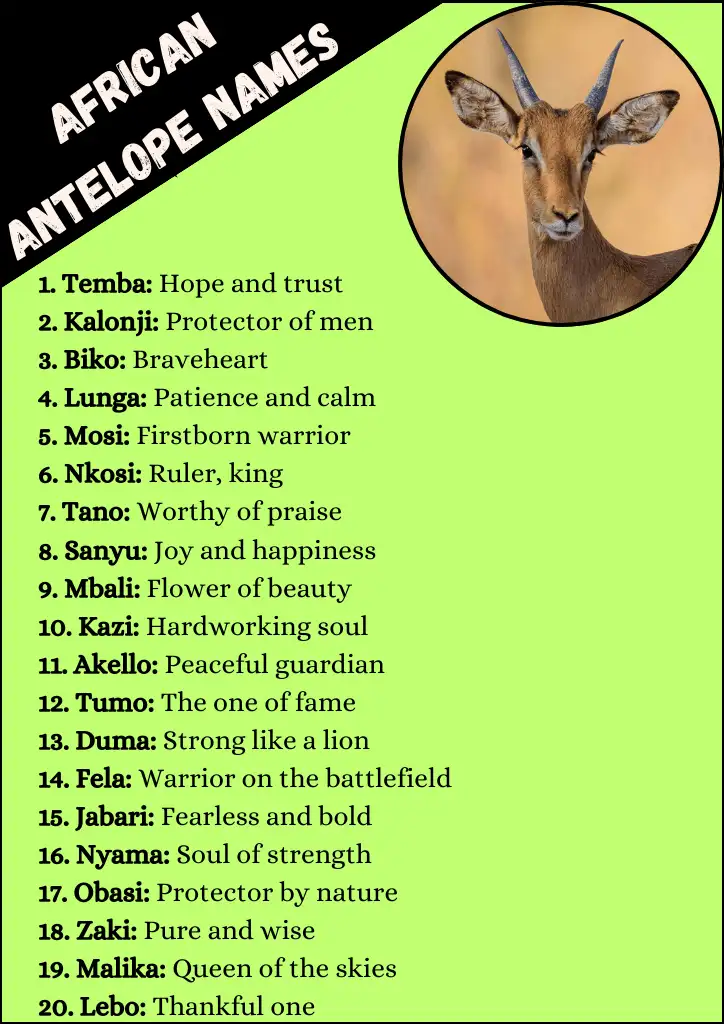 African Antelope Names Infographic