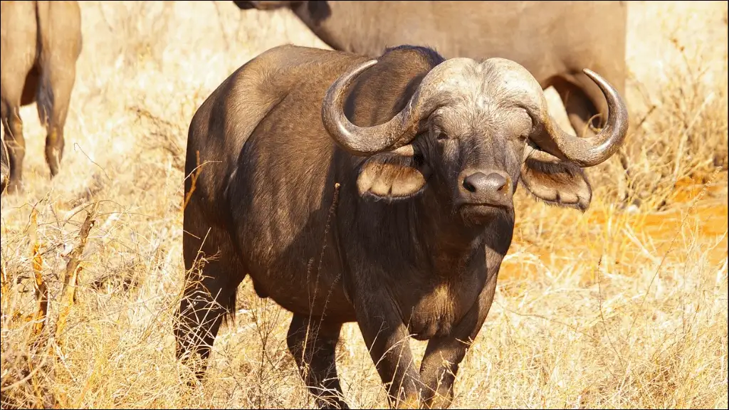 African Buffalo Names
