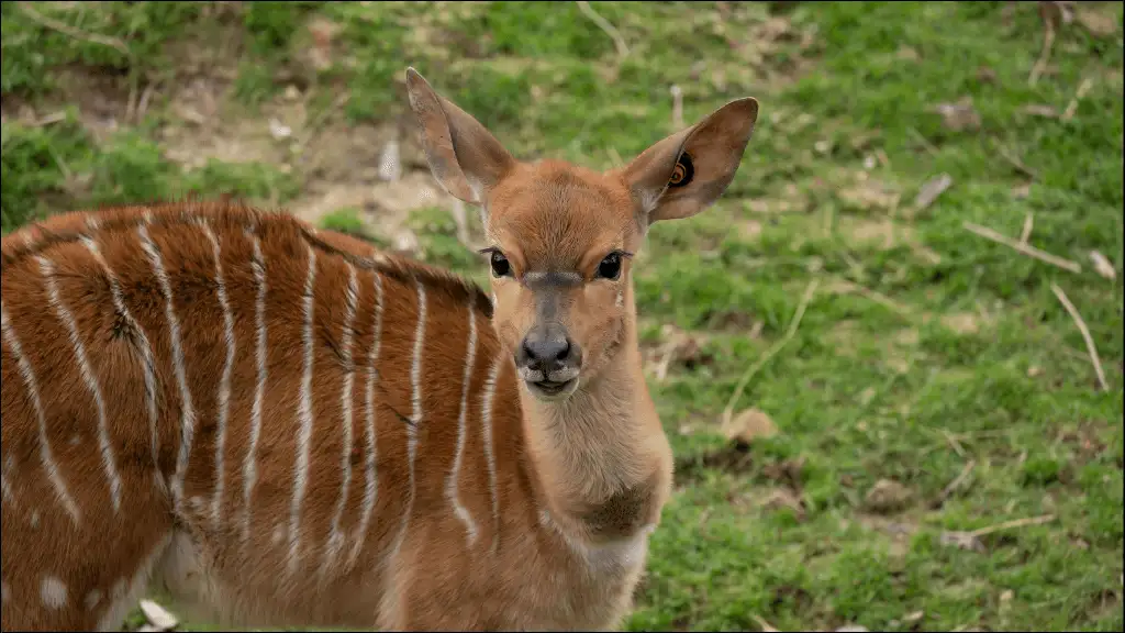 Antelope Baby Names