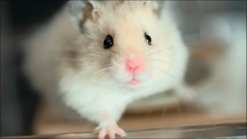 Arabic Hamster Names
