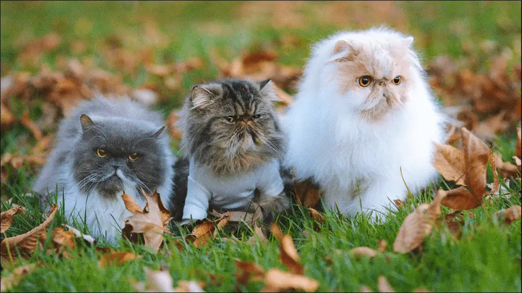 Arabic Persian Cat Names