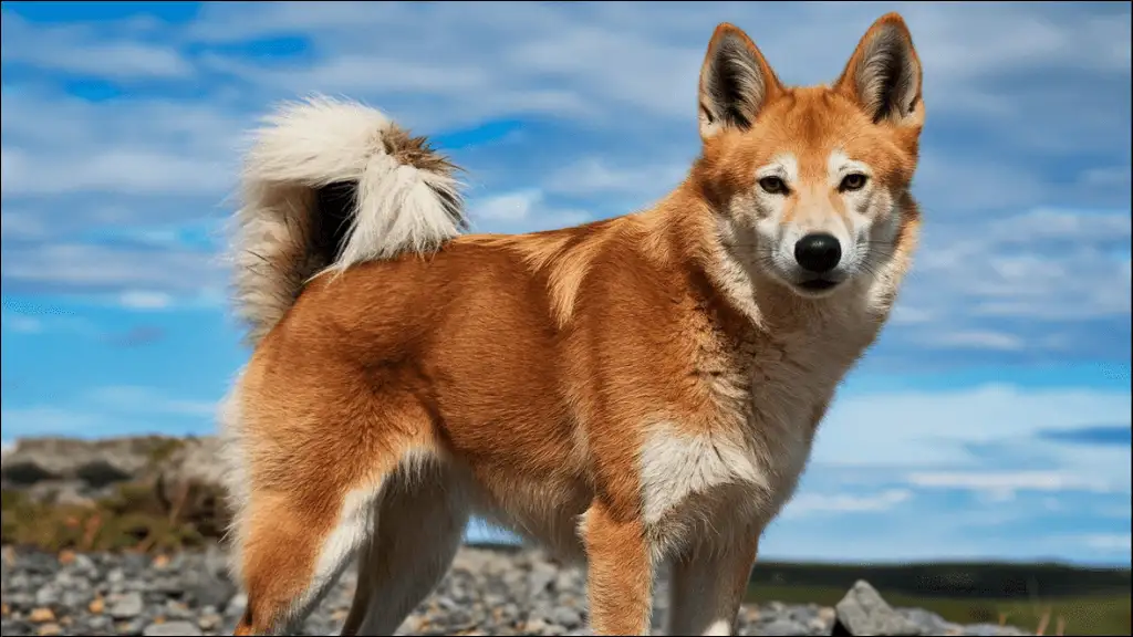 Aussie Dingo Names