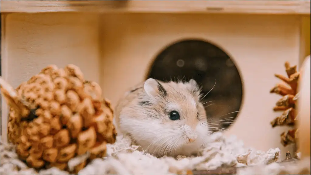 Awesome Hamster Names