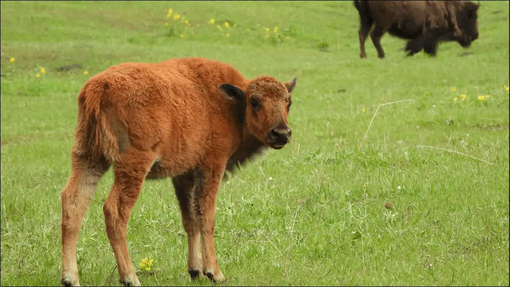 Baby Buffalo Names