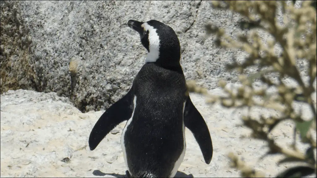 Baby Penguin Names