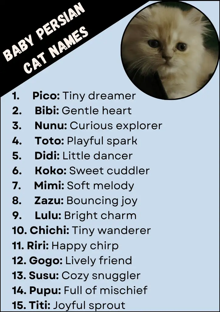 Baby Persian Cat Names Infographic