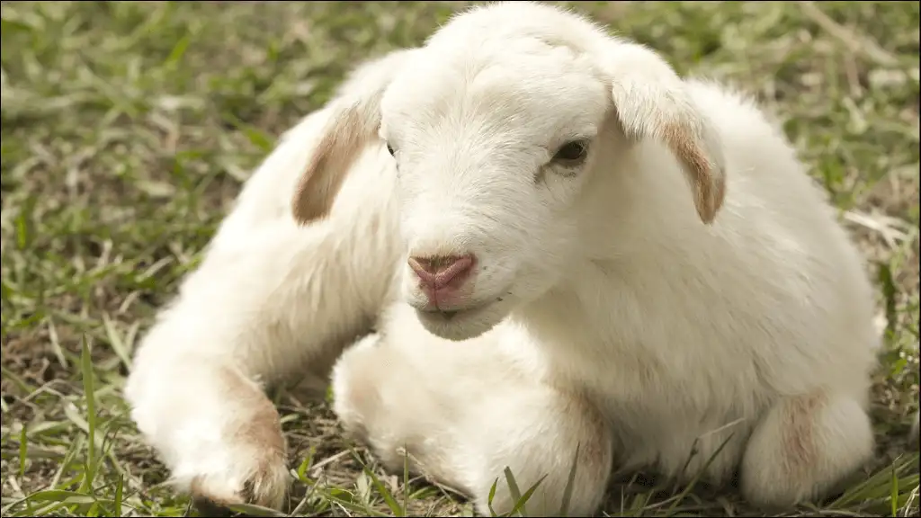 Baby Sheep Names