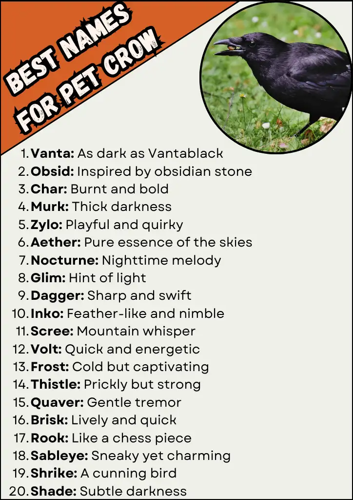 Best Names for Pet Crow Infographic