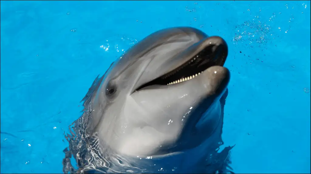 Boy Dolphin Names