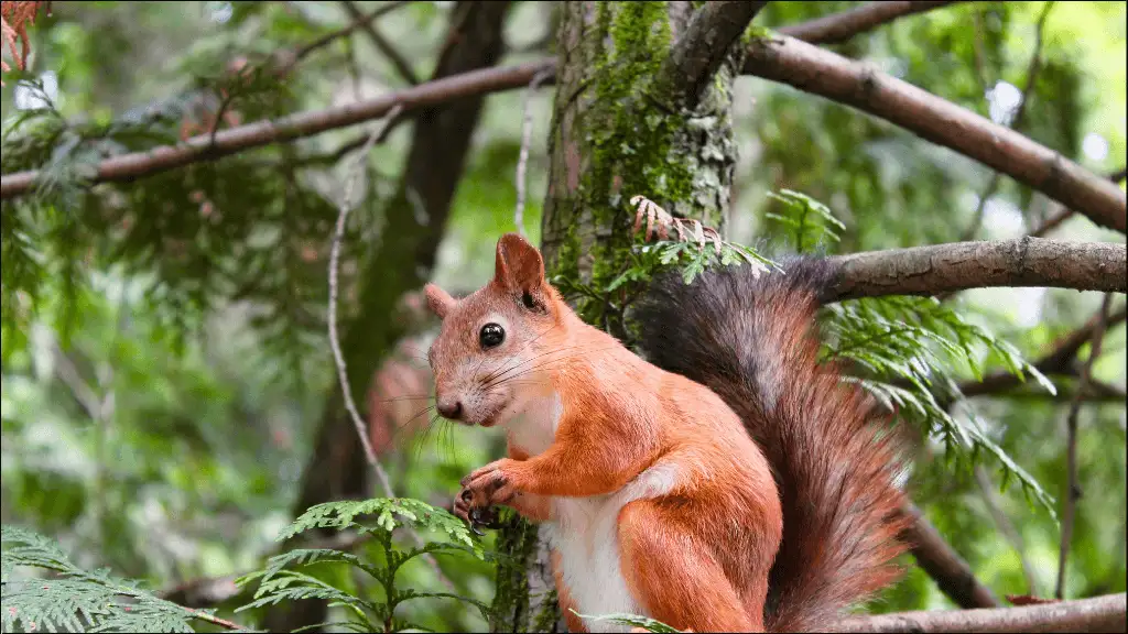 Boy Names for Squirrel