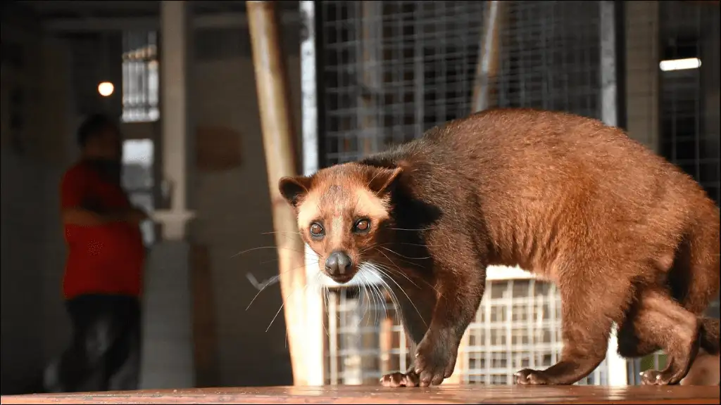Civet Other Names