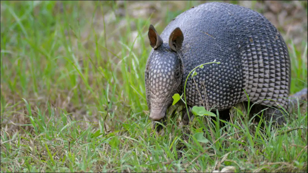 Cool Armadillo Names