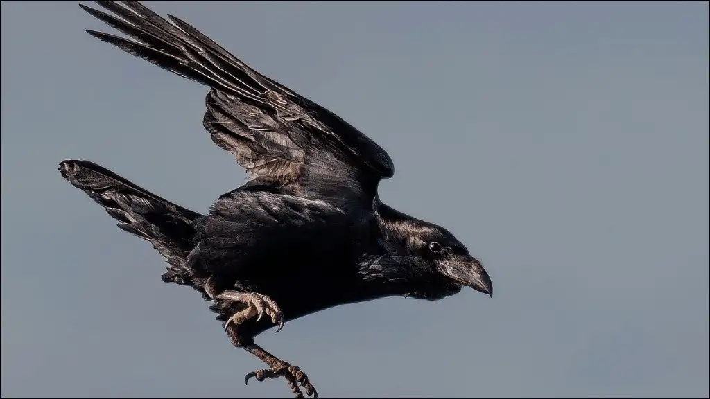 Cool Names That Mean Crow