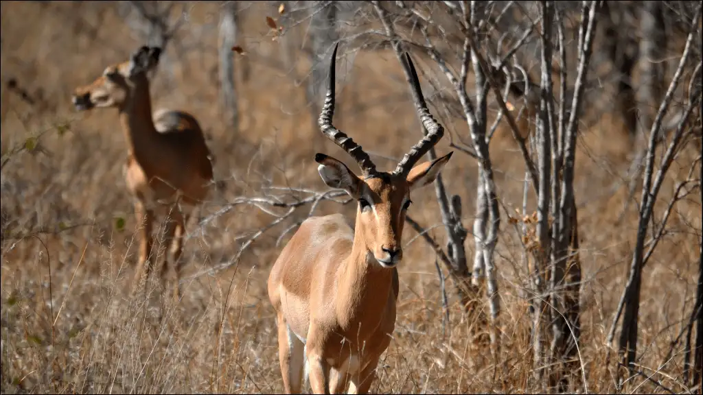 Cute Antelope Names