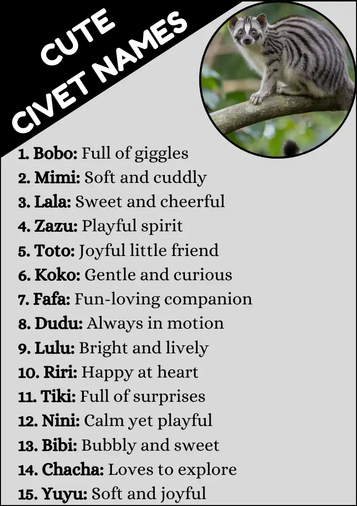 Cute Civet Names Infographic
