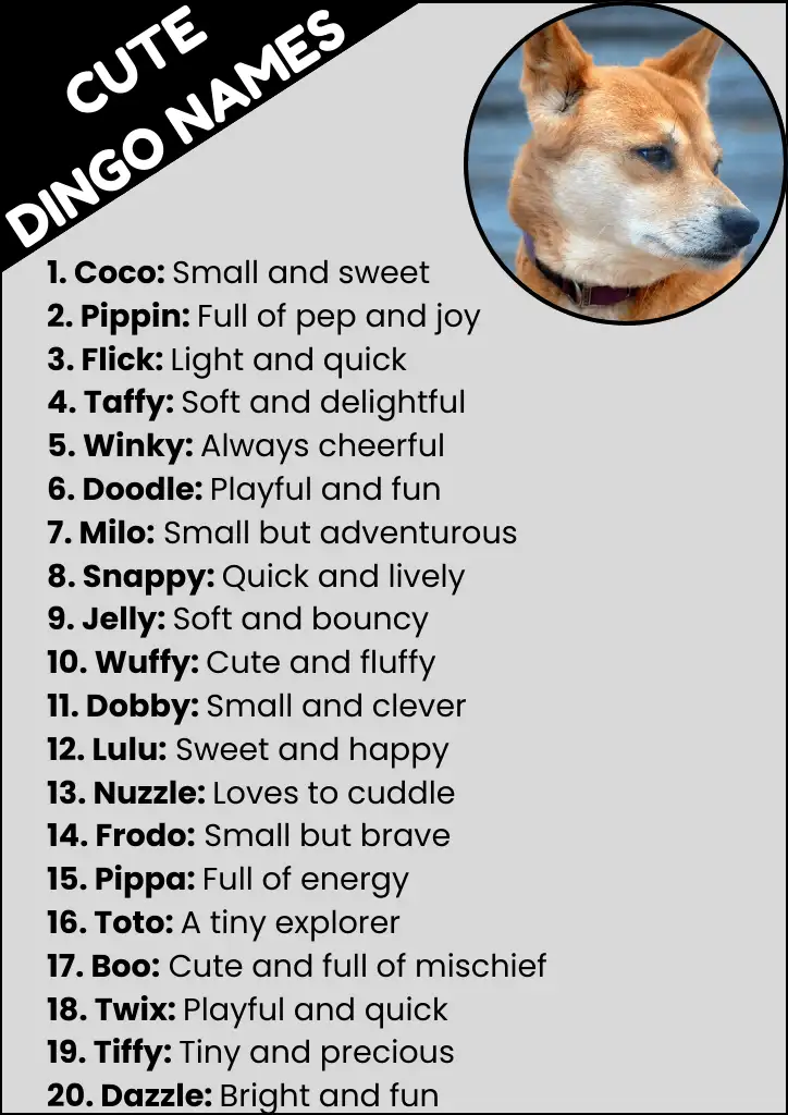 Cute Dingo Names Infographic