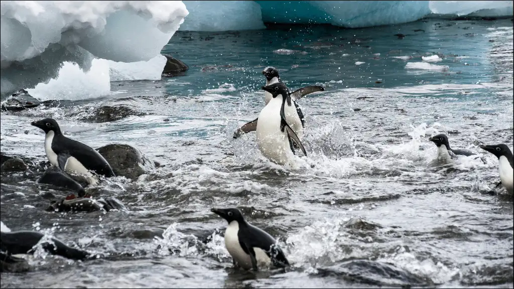 Cute Penguin Names