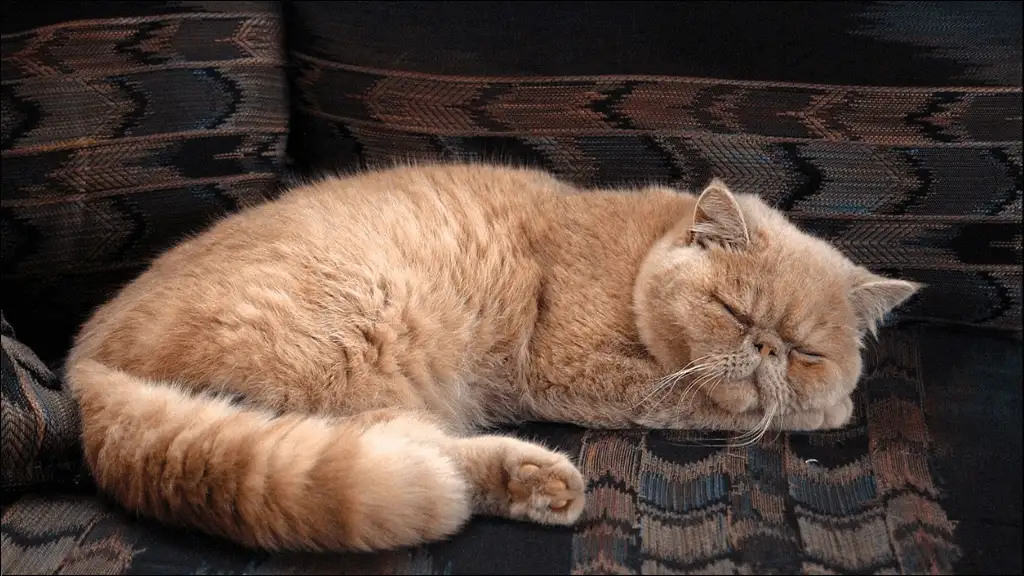 Cute Persian Cat Names