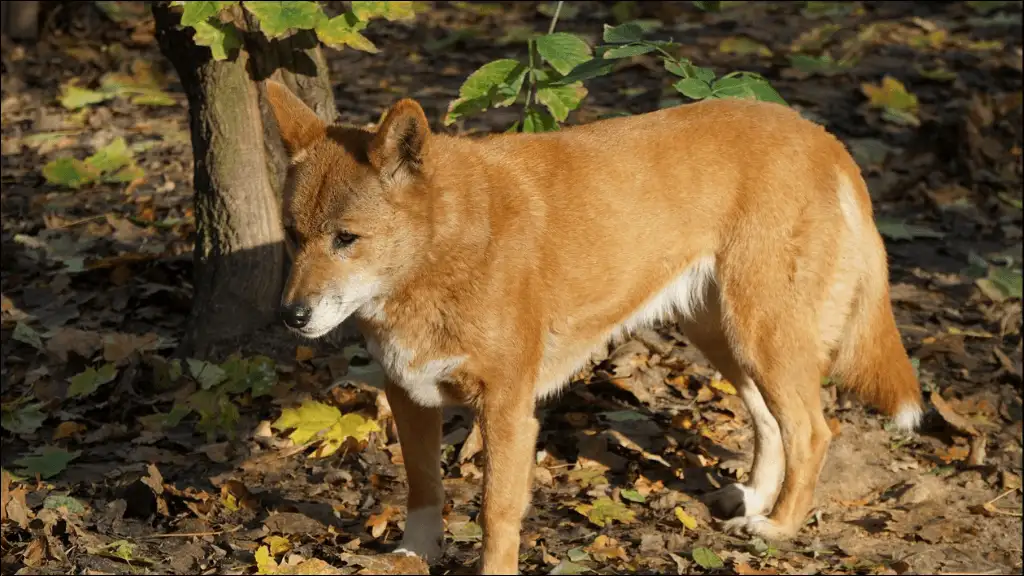 Dingo Nicknames