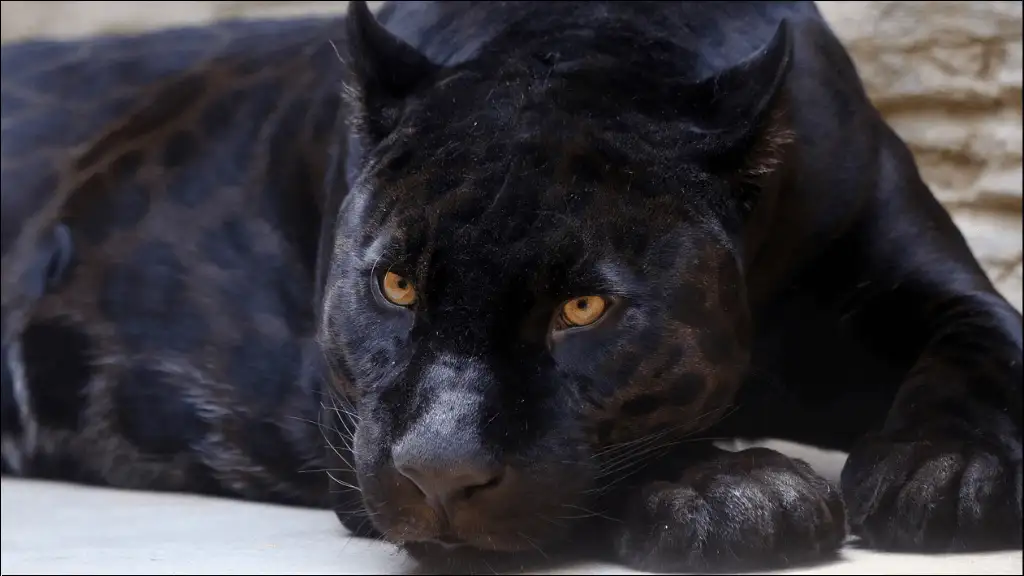 Famous Black Panther Names