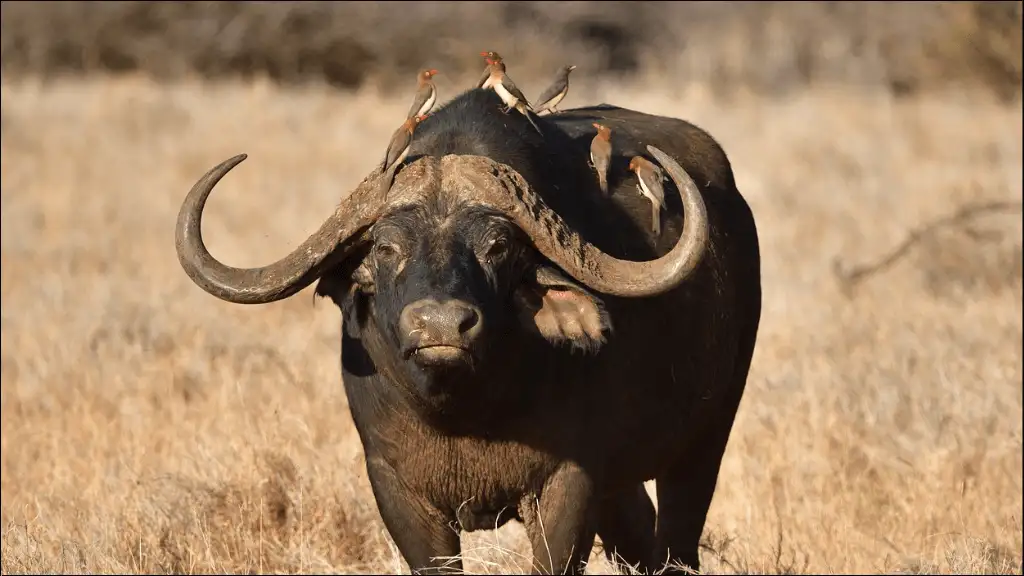 Famous Buffalo Names