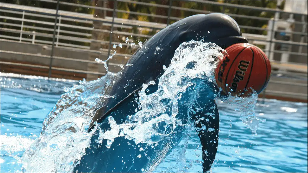 Famous Dolphin Names