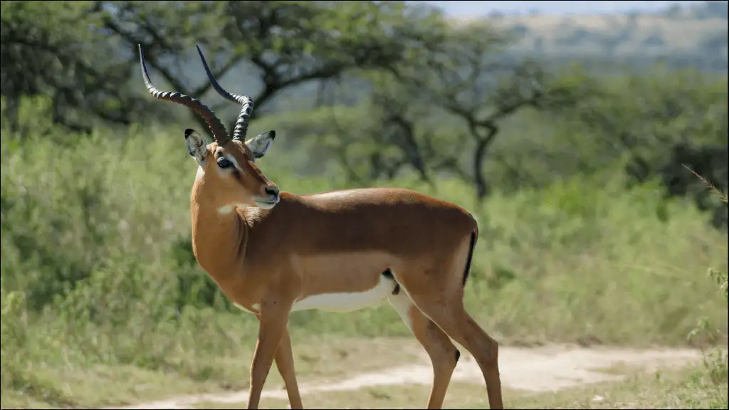 Good Names for Antelope