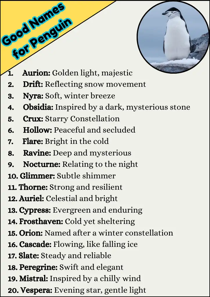 Good Names for Penguin Infographic