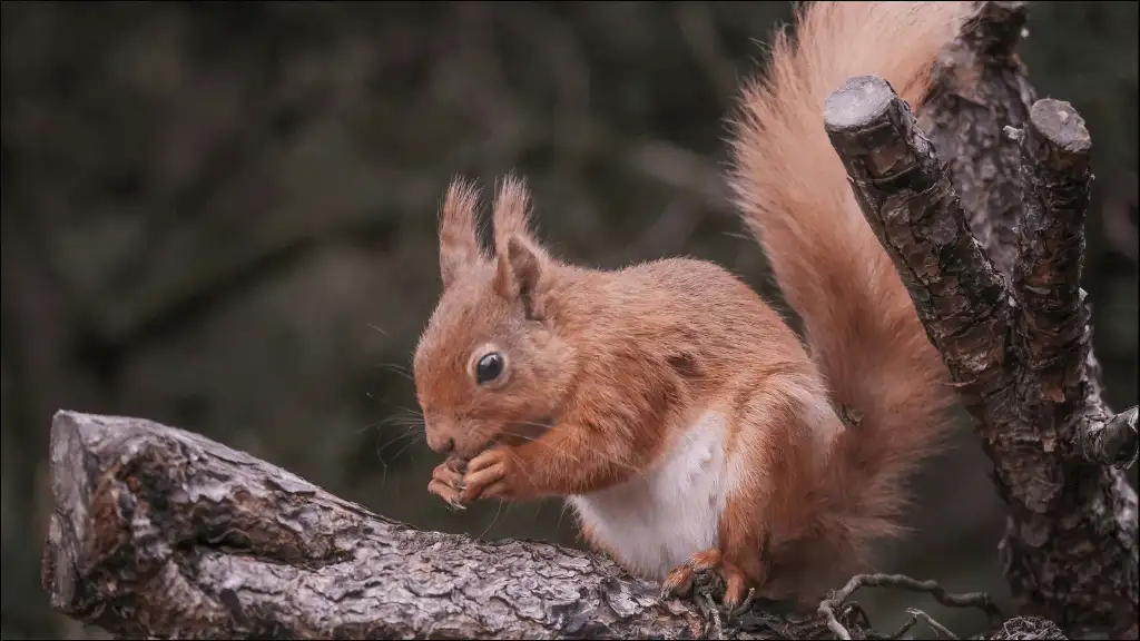 Nutcracker Squirrel Names