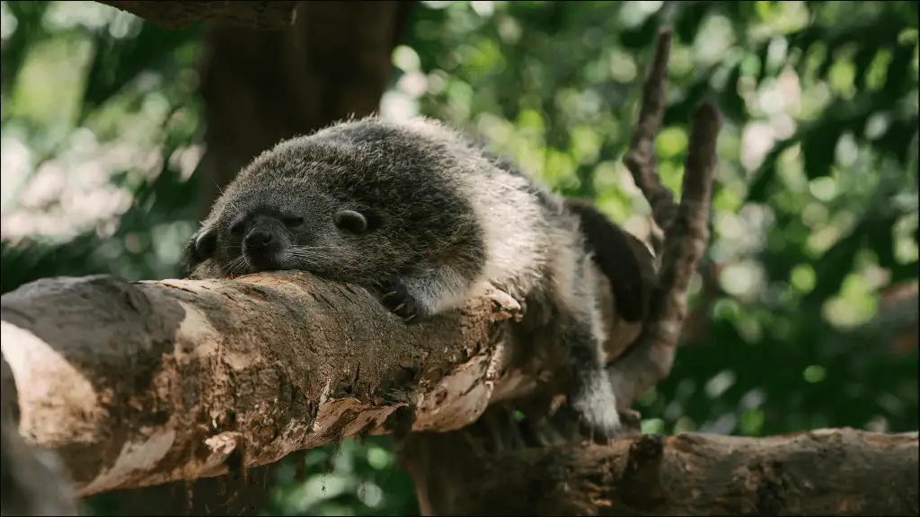 Palm Civet Names