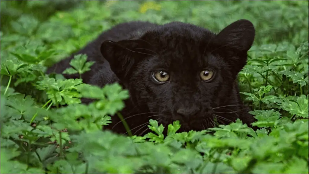Panther Baby Names