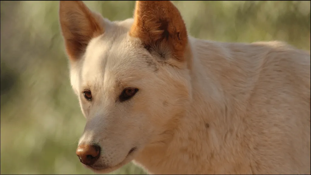 Popular Dingo Names