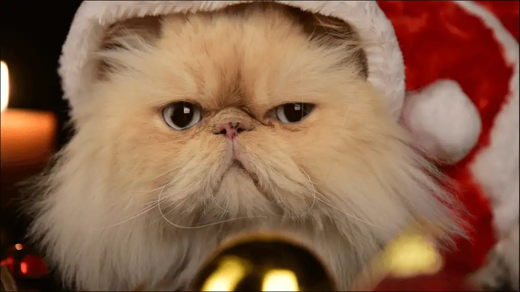 Short Persian Cat Names