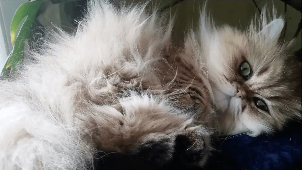 Top Female Persian Cat Names