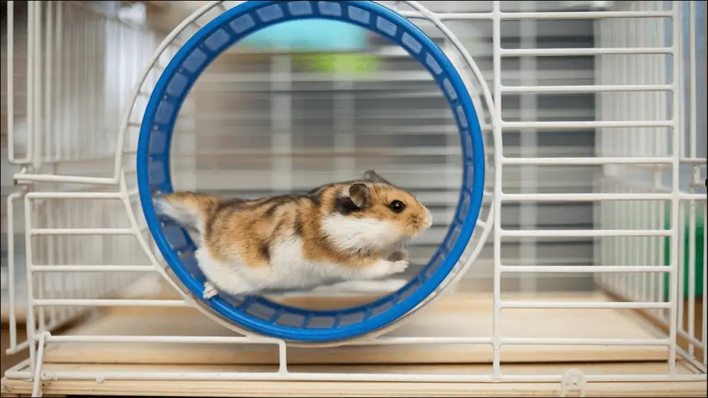 Unique Names for Hamster