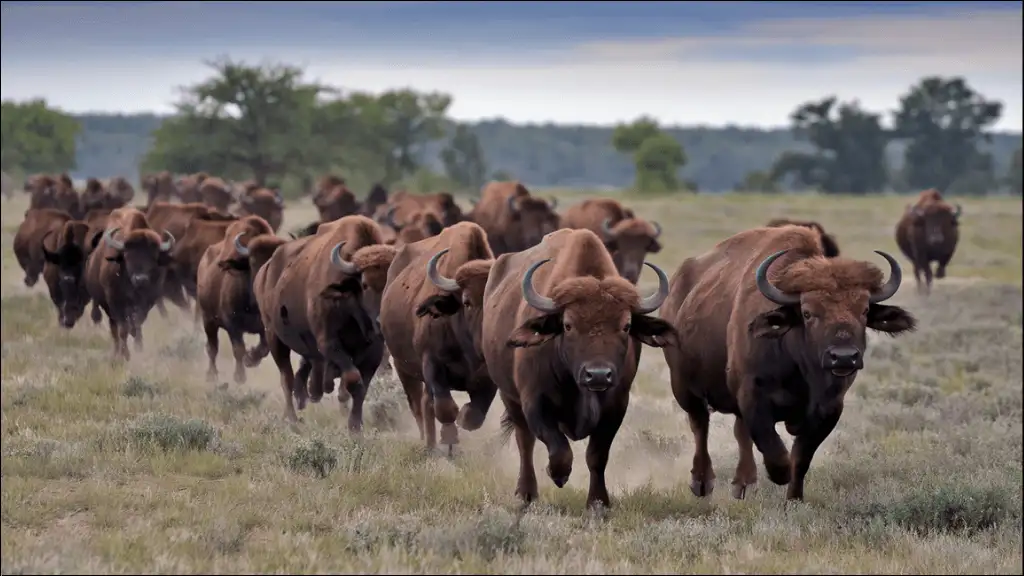 Wild Buffalo Names