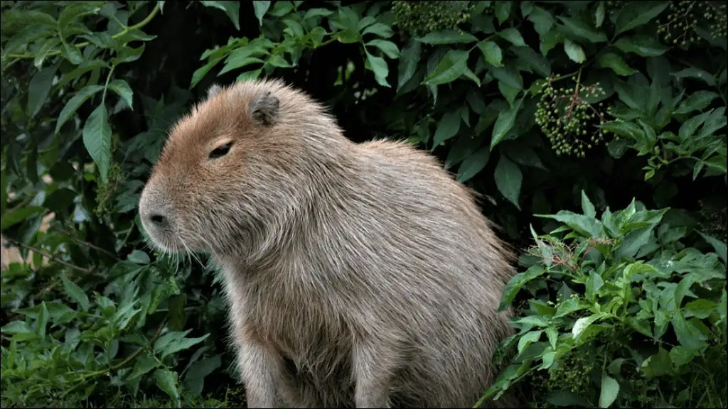 Baby Capybara Names