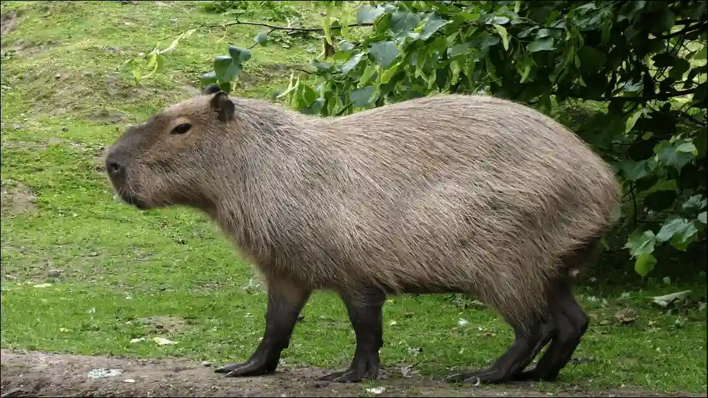 Capybara Names Starting with C