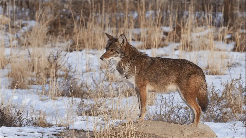 Cool Coyote Names